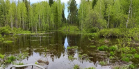 Посещение лесов разрешено во всех районах - Главное управление лесного хозяйства
