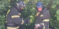 Белгородские пожарные спасли котят, упавших в канализационный люк - БелПресса