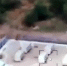 2026 06 16 18 49 39 - НИА