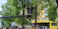 Более двух тысяч деревьев планируют высадить в Ярославле в 2026 году - YarCube.Ru