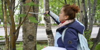 Аллею на улице Сафонова обновят - Город Североморск