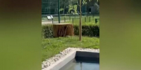 Капибара Савелий из зоопарка Белгорода объявил бойкот из-за переезда в новый вольер - M24.Ru