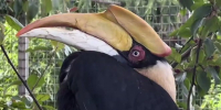 Скриншот: Ленинградский зоопарк - Мой район
