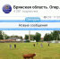 Неожиданным гостем на футбольном поле в Брянске стала... корова - ИА Наш Брянск.ru