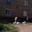 Муниципальный  контроль в сфере благоустройства - часть работы теруправлений Тамбова   - Tambov.Ru