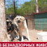 В Хомутово отловили уже трёх агрессивных собак - News.Astv.Ru