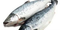 Выручка норвежского экспорта мороженной аквакультурной семги существенно снизилась - Ассоциация АМКОР