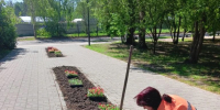 В Барнауле продолжают высаживать цветы на городских клумбах - Администрация г. Барнаул