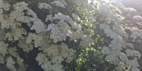 Прогноз погоды в Амурской области на 18 июня - Amur.Life