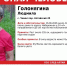 Ориентировка - Сетевое издание Толк