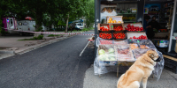 Кишечная палочка и паразиты: что скрывается на немытых овощах в Челябинской области - Pchela.News