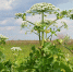 Уведомляем о начале проведения химических обработок участков, заросших борщевиком Сосновского - Актанышский район