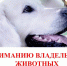 Бесплатная вакцинация животных от бешенства - Kotelniki.Info