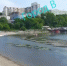 Спортивную гавань во Владивостоке затянуло тиной - ГТРК Владивосток