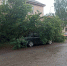 В Петрозаводске дерево рухнуло на машину - Gubdaily.Ru