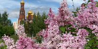 Не губить зеленые насаждения попросили жителей Нижневартовска - Местное время