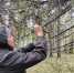 В Иркутской области стартовал сбор образцов для создания базы генетических данных основных лесообразующих пород - Рослесозащита Иркутской области