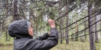 В Иркутской области стартовал сбор образцов для создания базы генетических данных основных лесообразующих пород - Рослесозащита Иркутской области
