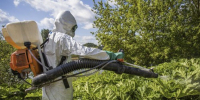 Лужский район в лидерах по борьбе с борщевиком - Газета Лужская правда