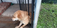 Каширские спасатели вызволили застрявших в «ловушке» кошку и собаку - Kashira.Ru
