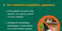 🐛 Непарный шелкопряд на участке: что можно сделать уже сейчас? - Armizon72.Ru