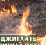 Тополиный пух — одна из главных причин летних пожаров - Администрация г. Лесной
