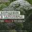 Борщевик в Заполярье: чем опасен и что делать? - Город Мурманск