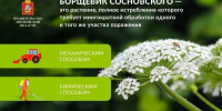 Борьба с борщевиком Сосновского продолжается в Ступино - Городской округ Ступино