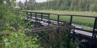 Поваленное дерево в Омутнинском районе мешает всем, кроме чиновников - Kirov.Online