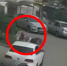 Домашняя собака погибла после нападения бойцовских псов в Воронеже - ГТРК Воронеж