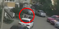 Домашняя собака погибла после нападения бойцовских псов в Воронеже - ГТРК Воронеж