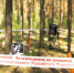 В Тверской области организована проверка по сообщению социальной сети о рубке лесных насаждений - Следственный комитет
