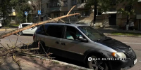 В Белгороде дерево упало на легковушку - Комсомольская Правда