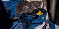 В Омске пожарные спасли из горящего цеха котёнка и назвали его Дымком - Om1.Ru