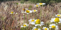 Немыслимую сумму передал мошенникам пенсионер в Волгоградской области - Блокнот Камышин