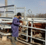 Жительницу Новочеркасска обязали убрать со двора скот через суд - Газета Новочеркасские ведомости