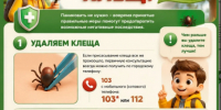 Вот пять интересных фактов о клещах - Роспотребнадзор
