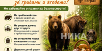 Калужанам напомнили правила безопасности в лесу - Телерадиокомпания Ника