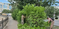 Астраханские коммунальщики освобождают дорожные знаки, утонувшие в листве - Bloknot-Astrakhan.Ru