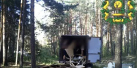 В Балахнинском округе фотоловушка поймала нарушителей на месте преступления - Министерство лесного хозяйства