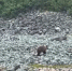 По Териберке бродит медведь [видео] - SeverPost.ru