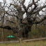 Кадр видео канала RSPB Sherwood Forest and Budby South Forest/www.youtube.com/watch?v=Yh6LypB10HA - Ямал-Медиа