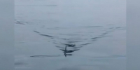 Фото: скриншот из видео | Очередной морской хищник был замечен у берегов Приморья - PrimPress.Ru