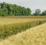img - Администрация Крымского района