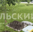 Под Ясной Поляной высадили оригинальные сорта яблонь времен Толстого - ТК Первый Тульский