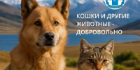 В Туве действует обязательная регистрация домашних животных - Администрация г. Кызыл
