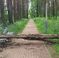 В брянском парке деревья рухнули на дорожку, где часто гуляют семьи и детьми - Газета Брянские новости