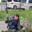 Депутат Городской Думы Биробиджана Кирилл Девятко высадил аллею сакуры перед обувной фабрикой - Городская Дума