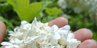 Дожди и грозы продолжатся и в выходные - Kirov.Online