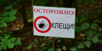Роспотребнадзор назвал 5 районов Ульяновской области, где клещи особенно опасны - Ulyanovsk.Express